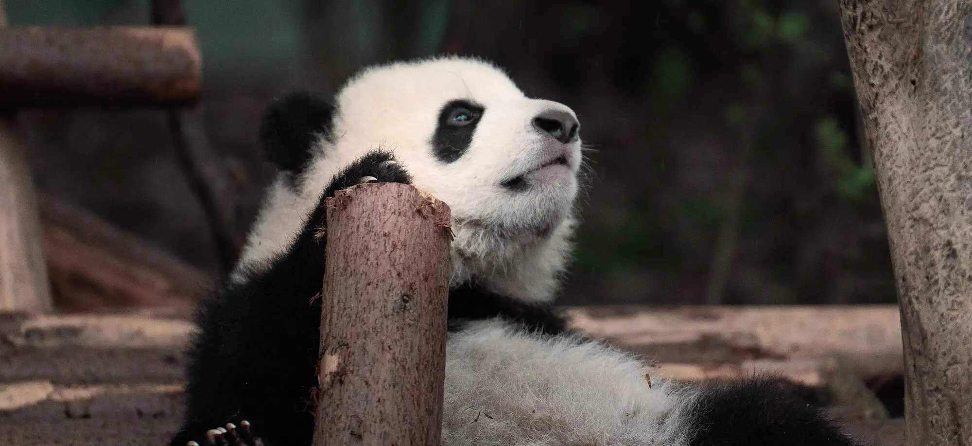 image-viajar-a-china-osos-panda-g2.webp - Pangea Viajes