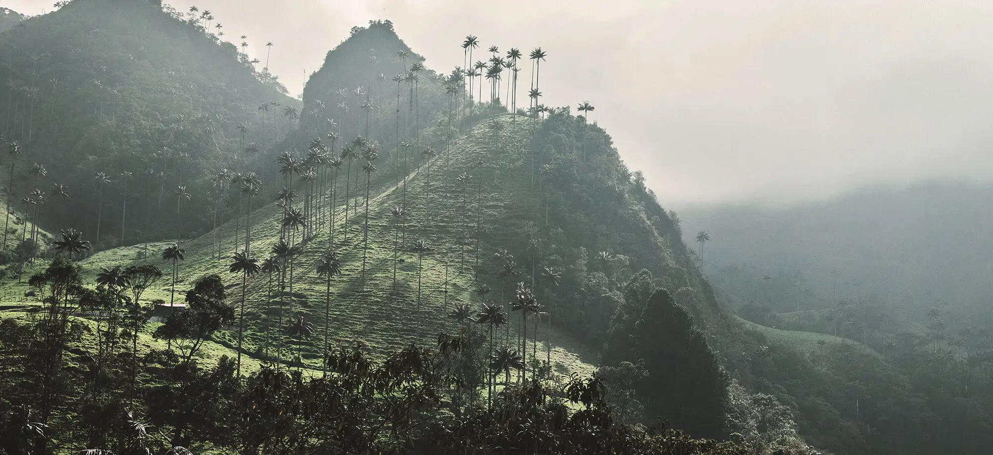 image-viajar-a-colombia-triangulo-del-cafe-g1.webp - Pangea Viajes