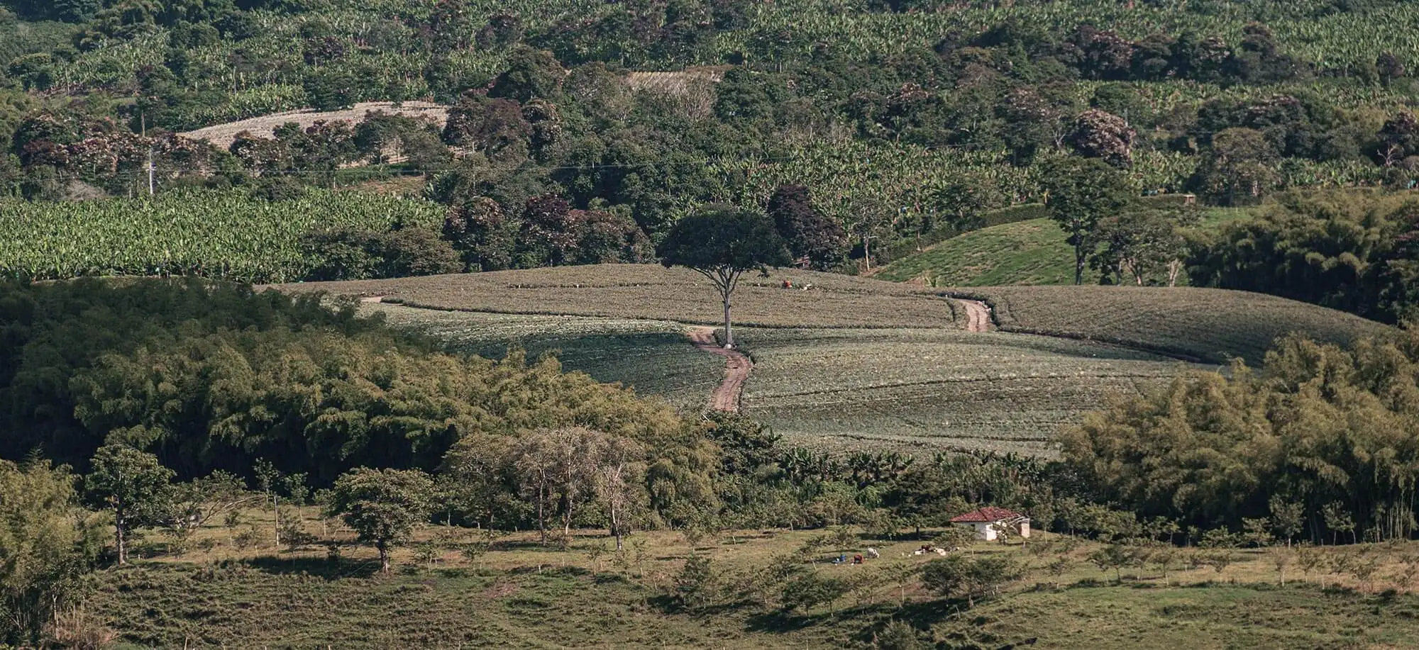 image-viajar-a-colombia-triangulo-del-cafe-g3.webp - Pangea Viajes