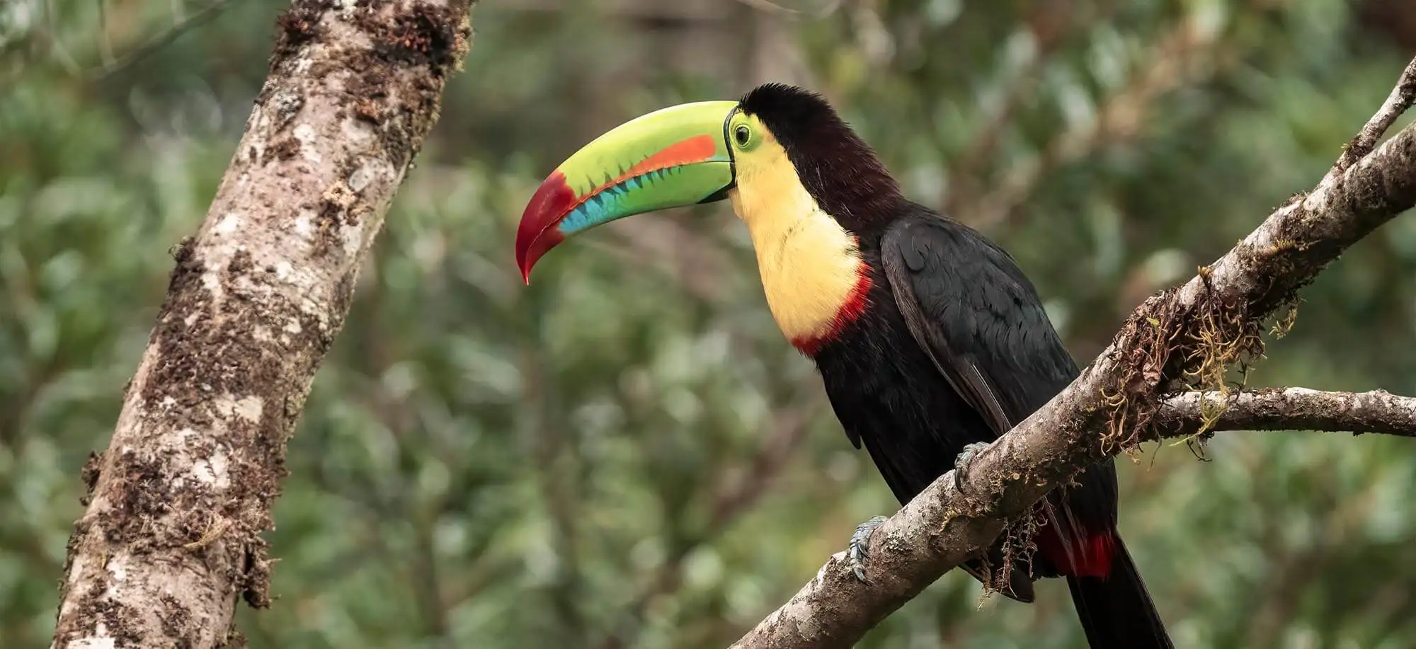 image-viajar-a-costa-rica-bosque-nuboso-de-monteverde-g1.webp - Pangea Viajes