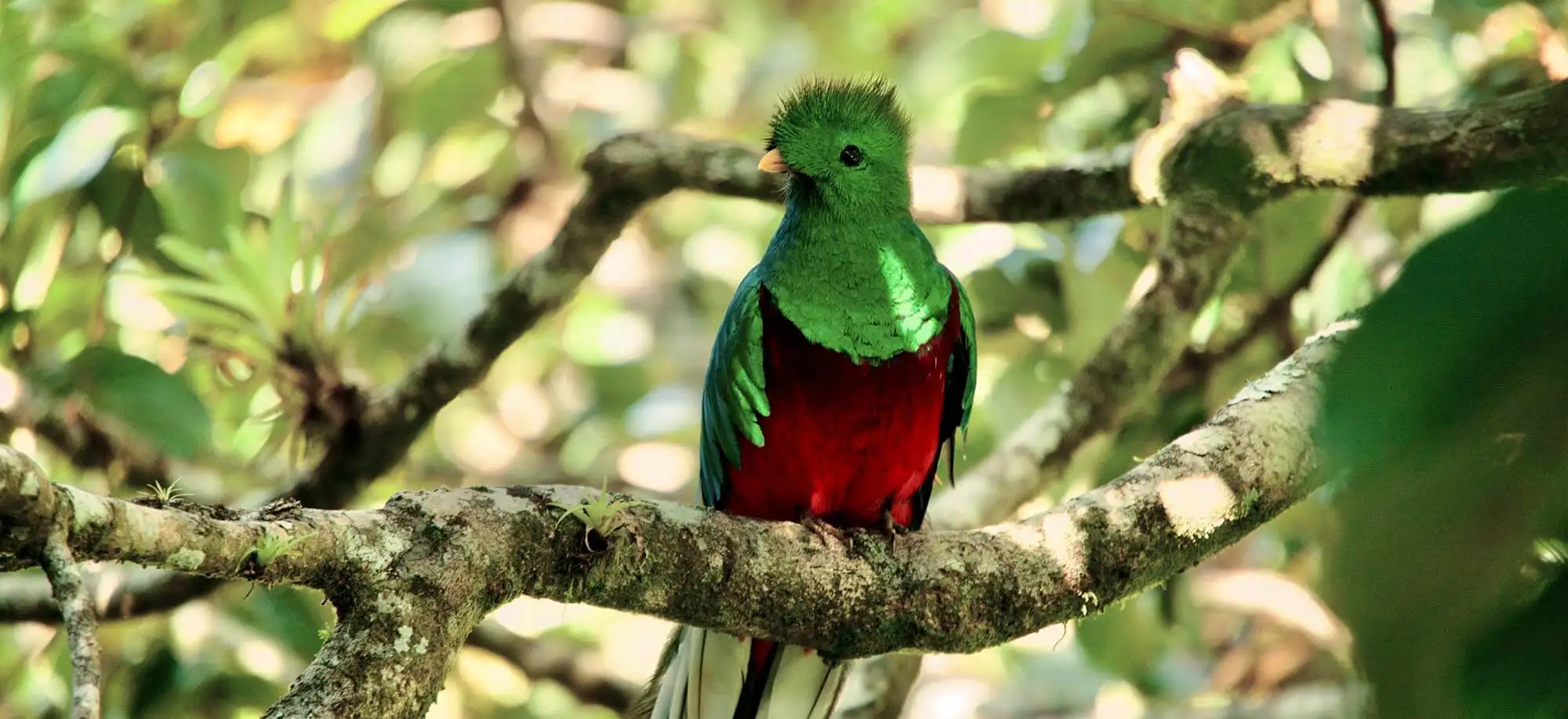 image-viajar-a-costa-rica-bosque-nuboso-de-monteverde-g2.webp - Pangea Viajes