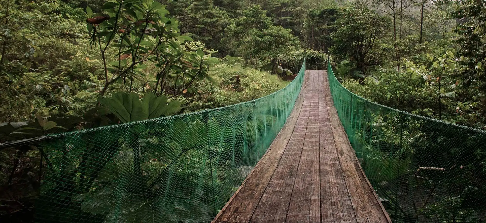 image-viajar-a-costa-rica-bosque-nuboso-de-monteverde-g3.webp - Pangea Viajes