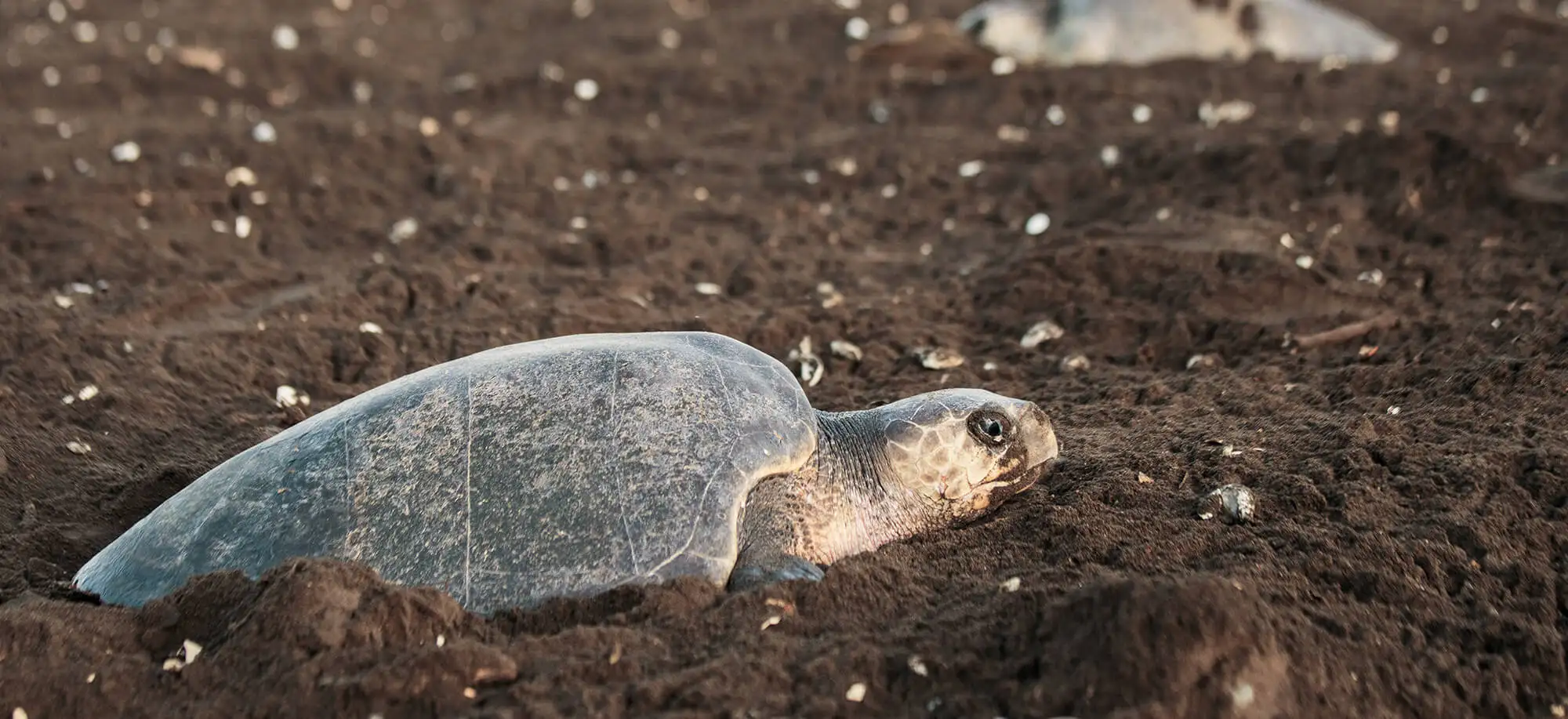 Viatges al Parc Nacional de Tortuguero