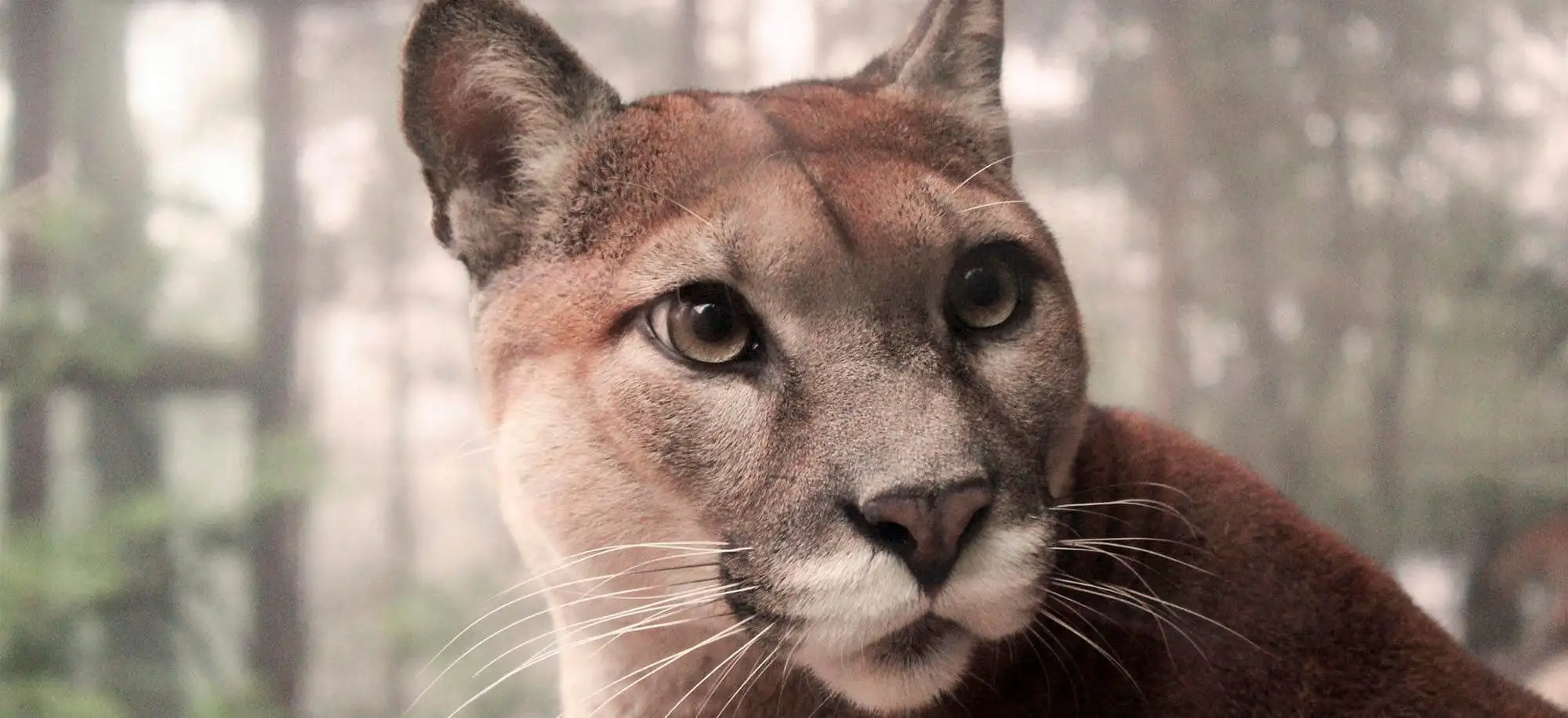 image-viajar-a-costa-rica-pn-de-corcovado-g2.webp - Pangea Viajes