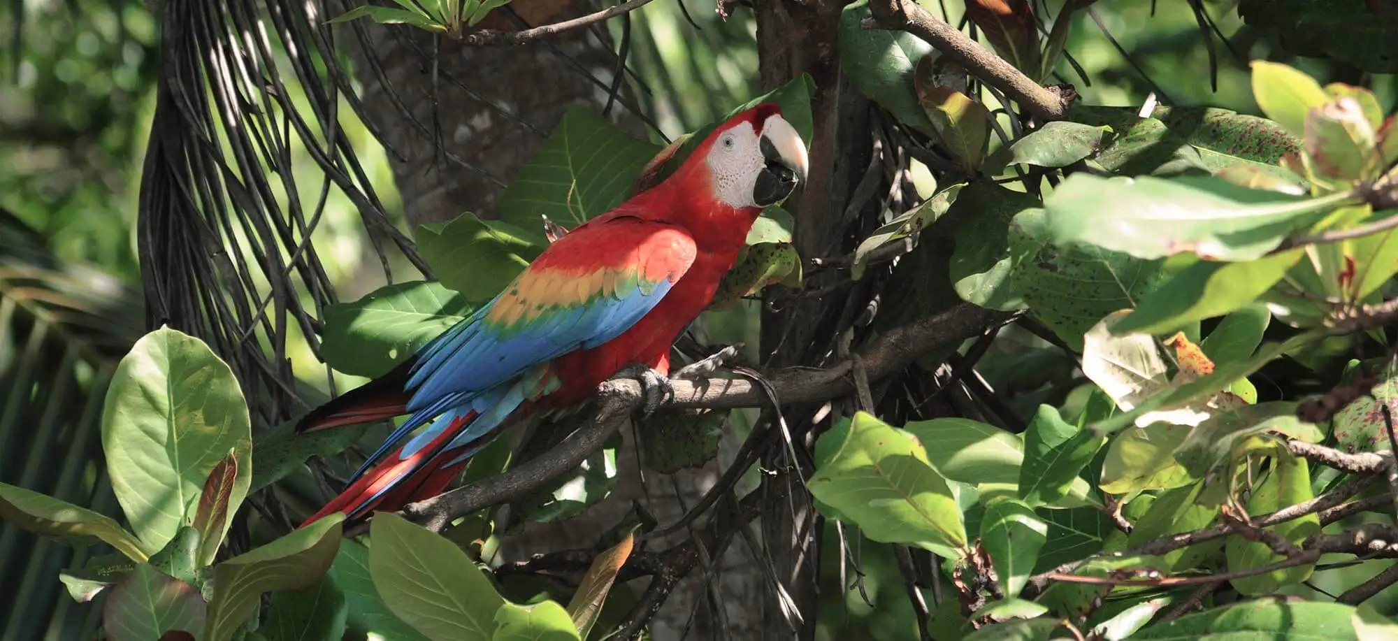 image-viajar-a-costa-rica-pn-de-corcovado-g3.webp - Pangea Viajes