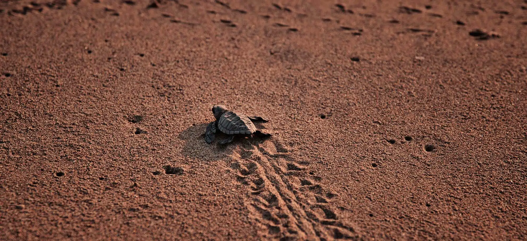 image-viajar-a-costa-rica-pn-de-tortuguero-g1.webp - Pangea Viajes