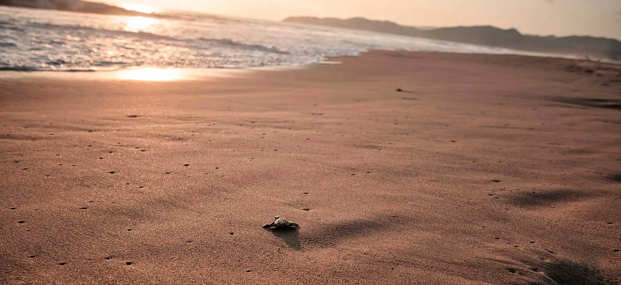 image-viajar-a-costa-rica-pn-de-tortuguero-g2.webp - Pangea Viajes