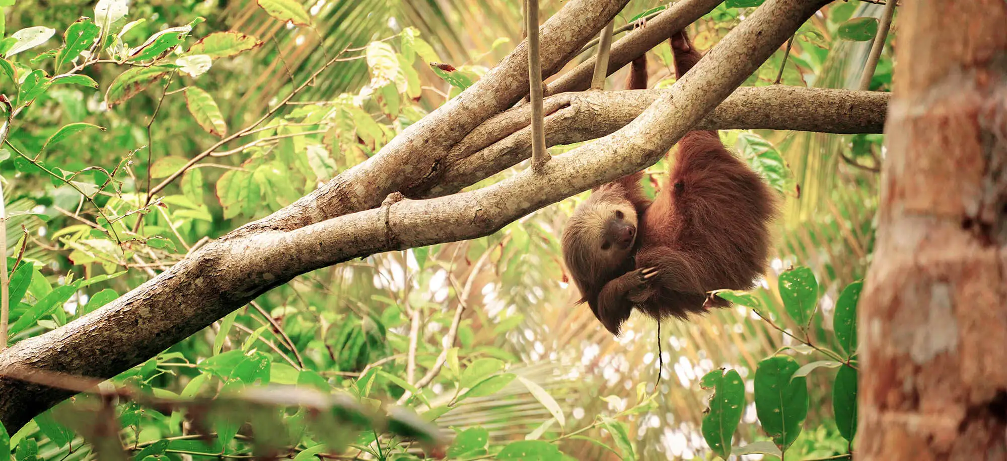 image-viajar-a-costa-rica-puerto-viejo-g1.webp - Pangea Viajes