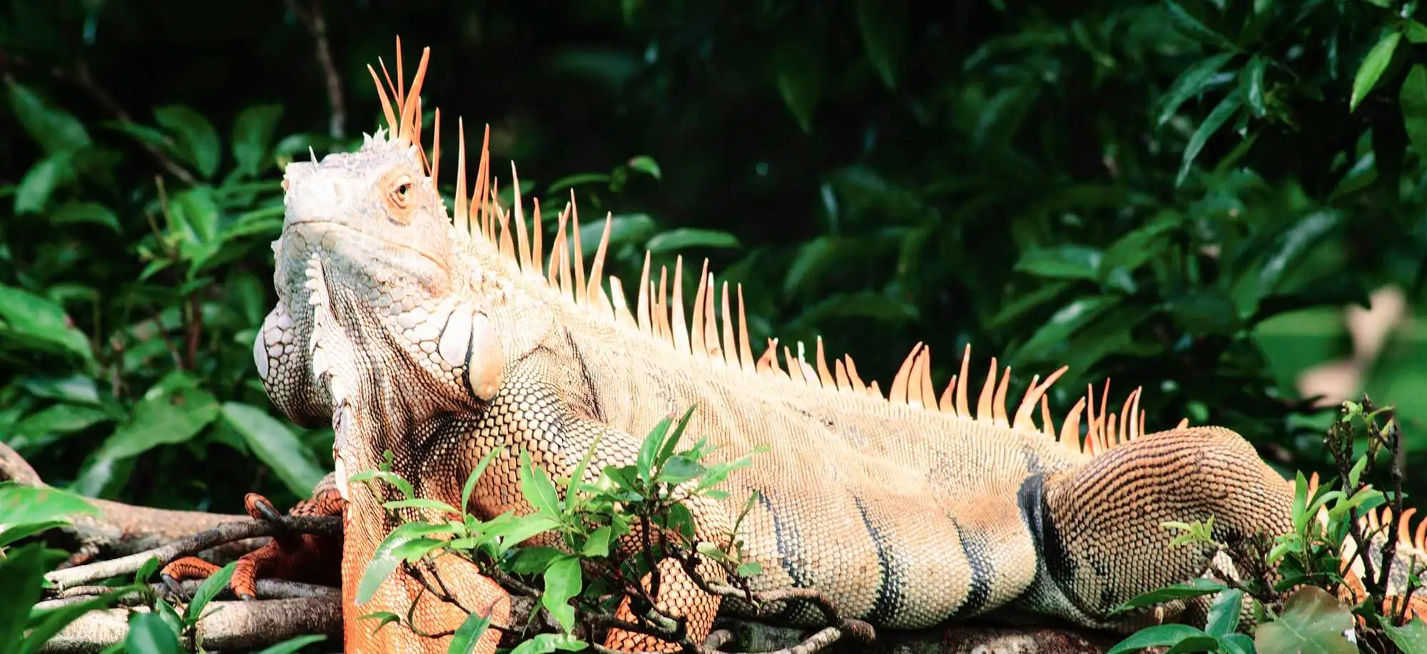 image-viajar-a-costa-rica-puerto-viejo-g2.webp - Pangea Viajes