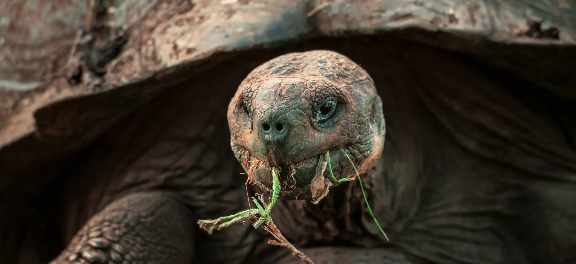 image-viajar-a-ecuador-islas-galapagos-g1.webp - Pangea Viajes