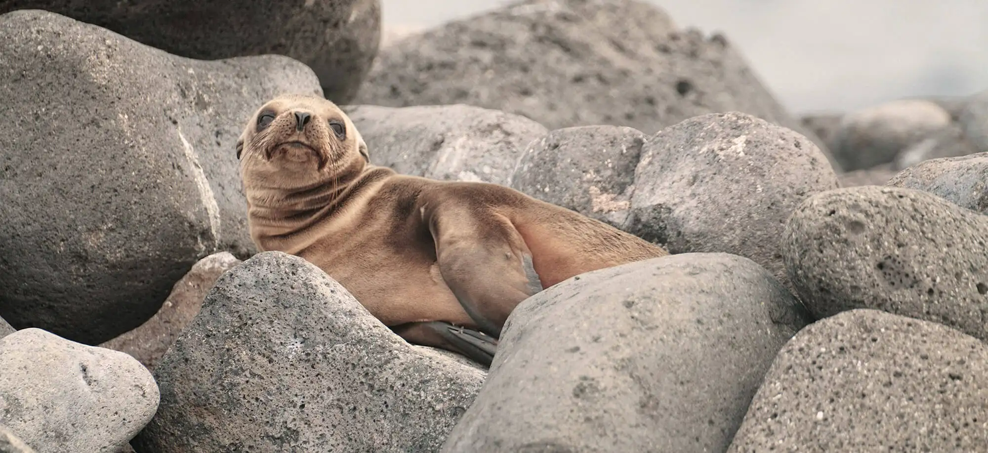 image-viajar-a-ecuador-islas-galapagos-g2.webp - Pangea Viajes