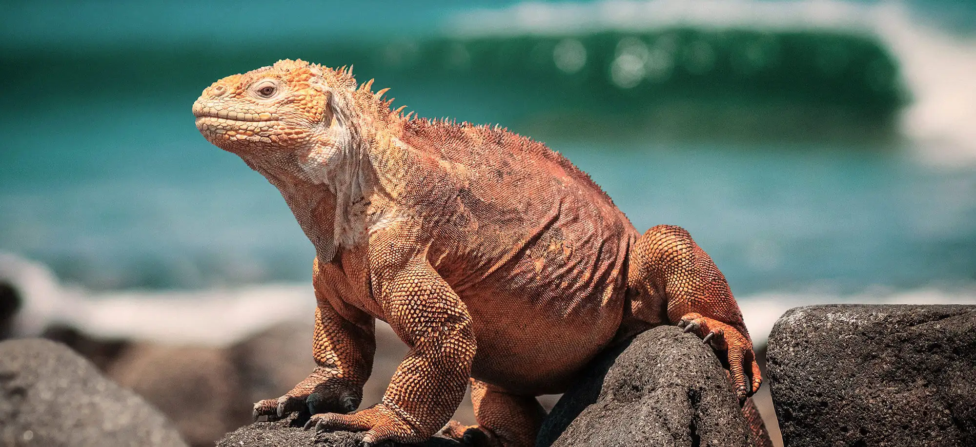 image-viajar-a-ecuador-islas-galapagos-g3.webp - Pangea Viajes