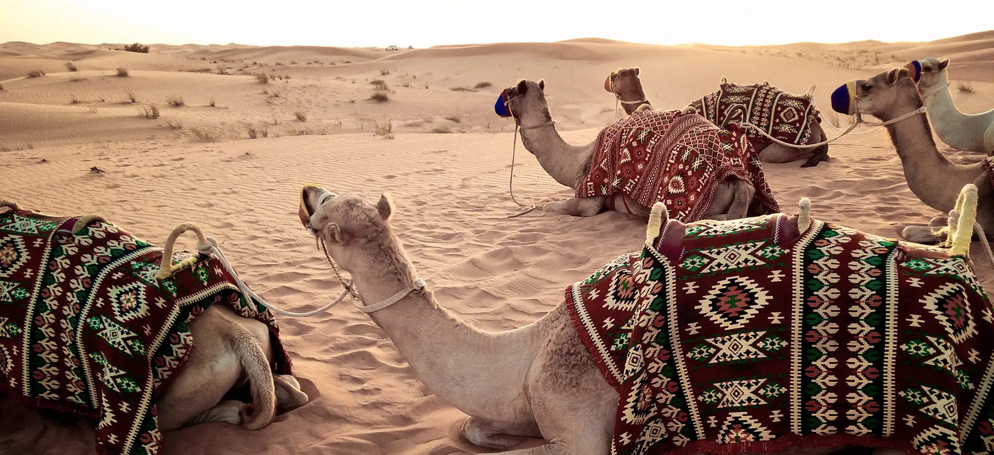 image-viajar-a-emiratos-arabes-desierto-de-dubai-g1.webp - Pangea Viajes