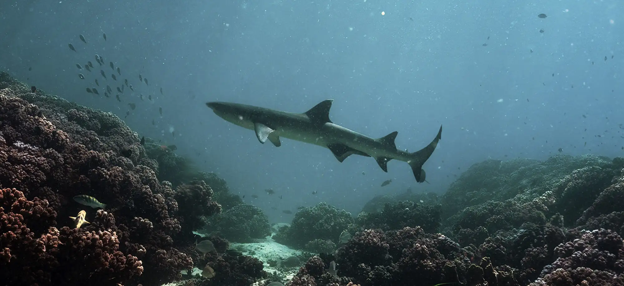 image-viajar-a-fiji-islas-yasawa-g-2.webp - Pangea Viajes