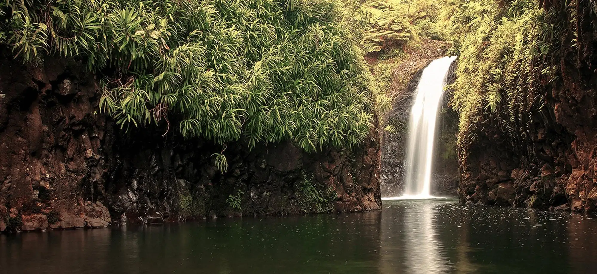 image-viajar-a-fiji-taveuni-g-3.webp - Pangea Viajes