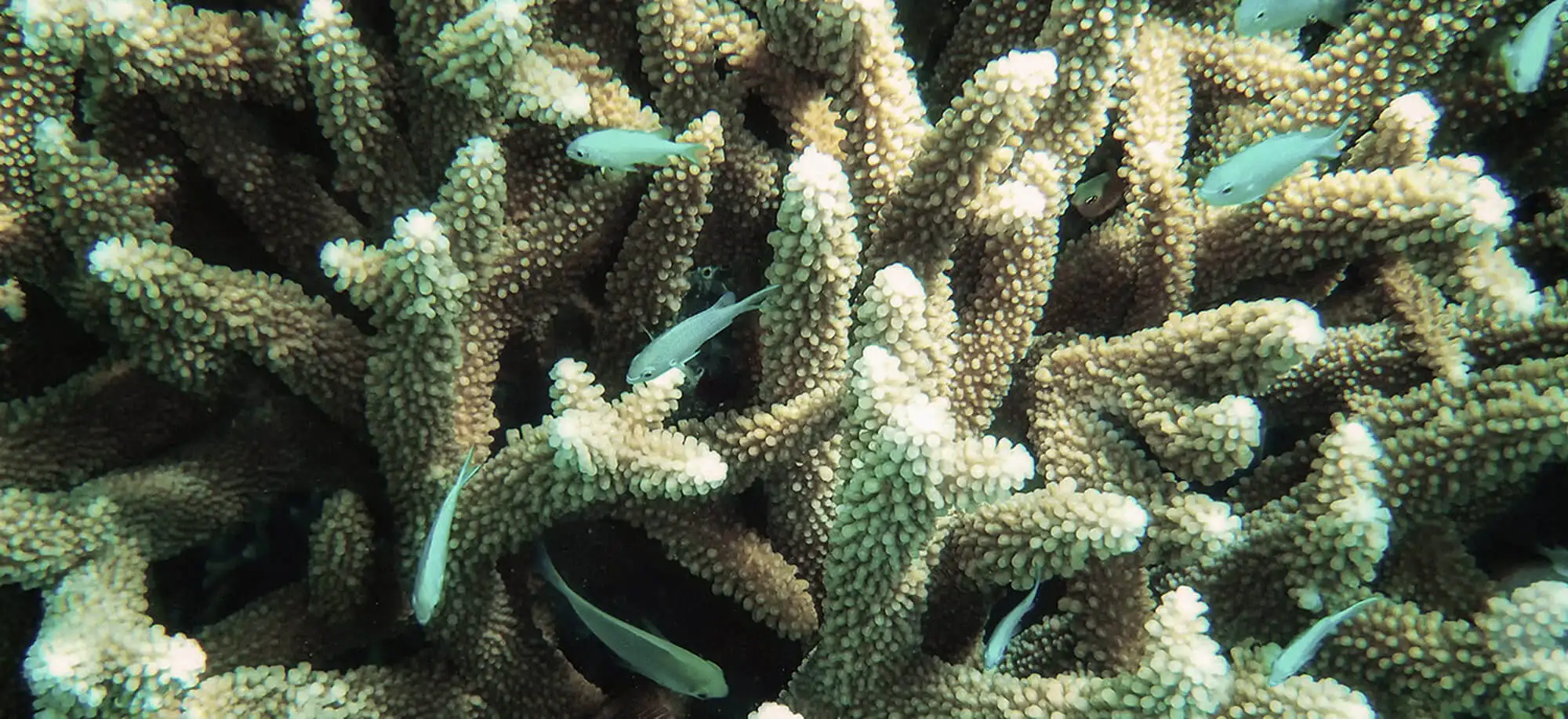 image-viajar-a-fiji-viti-levu-g-2.webp - Pangea Viajes