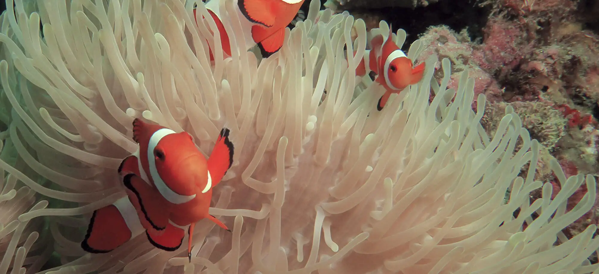 image-viajar-a-filipinas-boracay-g-2.webp - Pangea Viajes