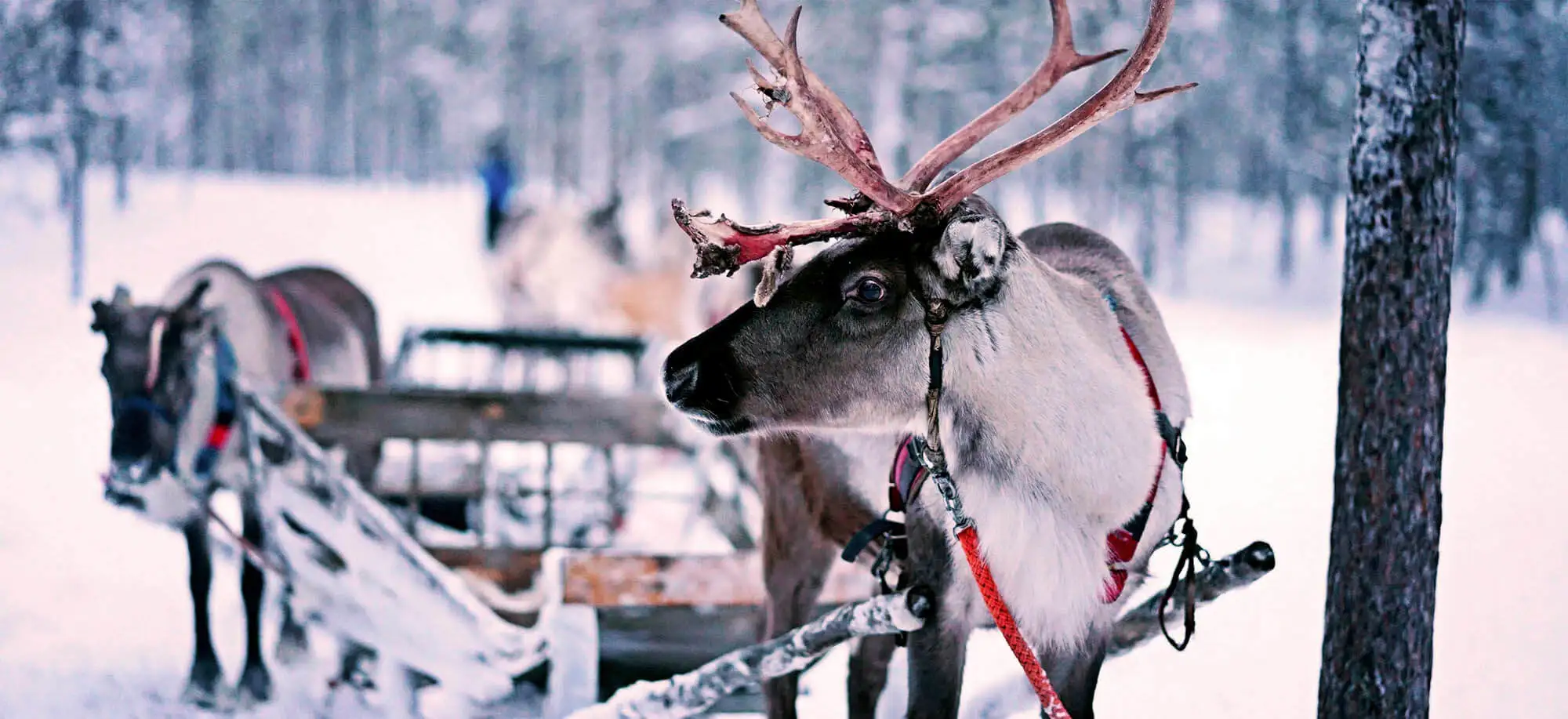 image-viajar-a-finlandia-ivalo-g1.webp - Pangea Viajes