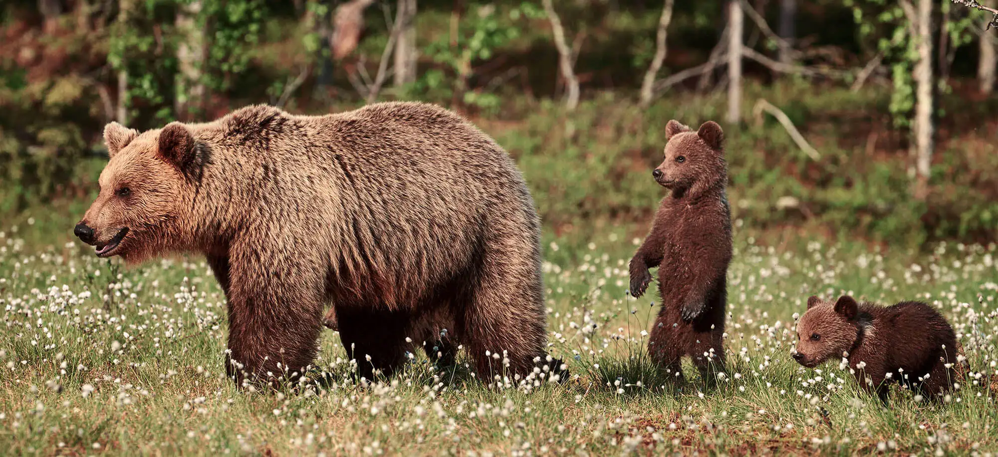 image-viajar-a-finlandia-kuusamo-g1.webp - Pangea Viajes