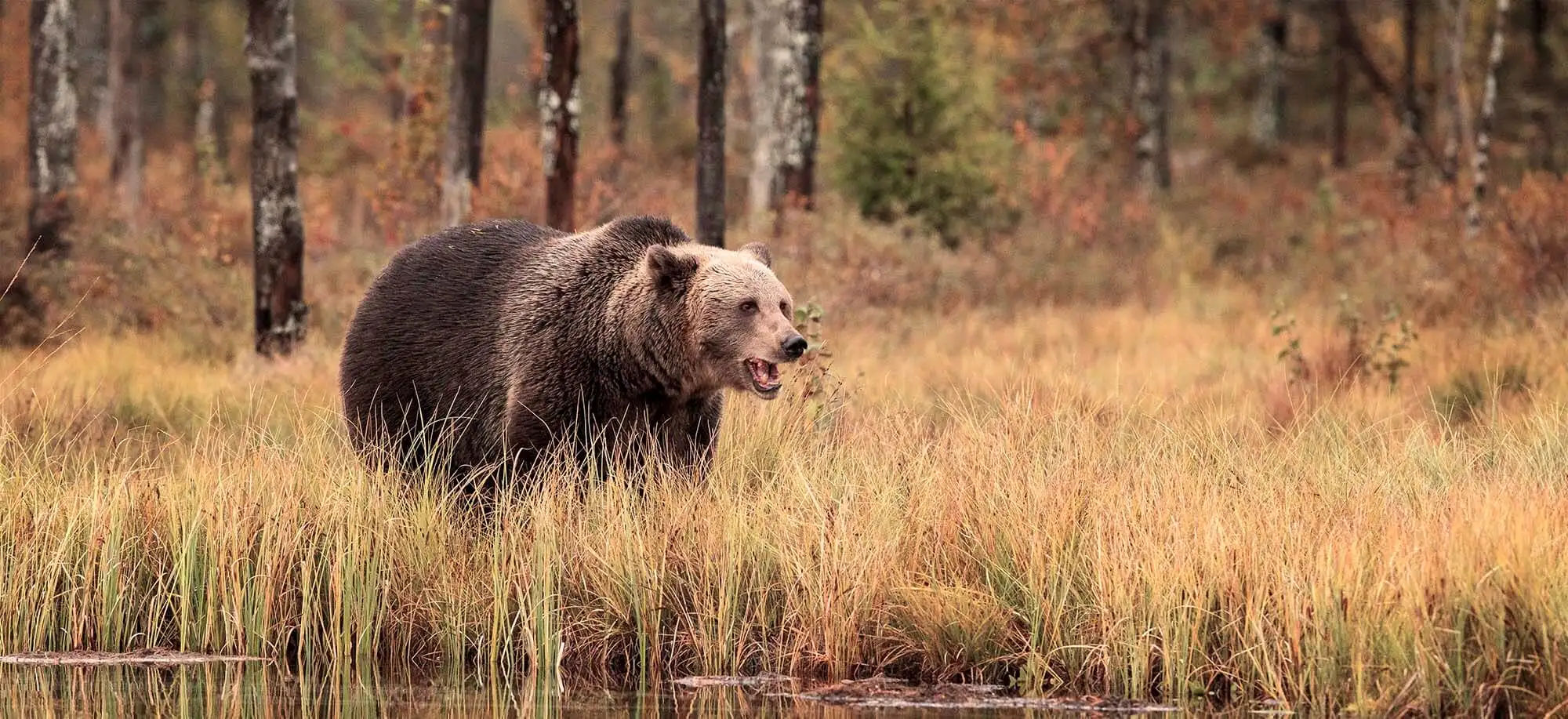 image-viajar-a-finlandia-kuusamo-g2.webp - Pangea Viajes