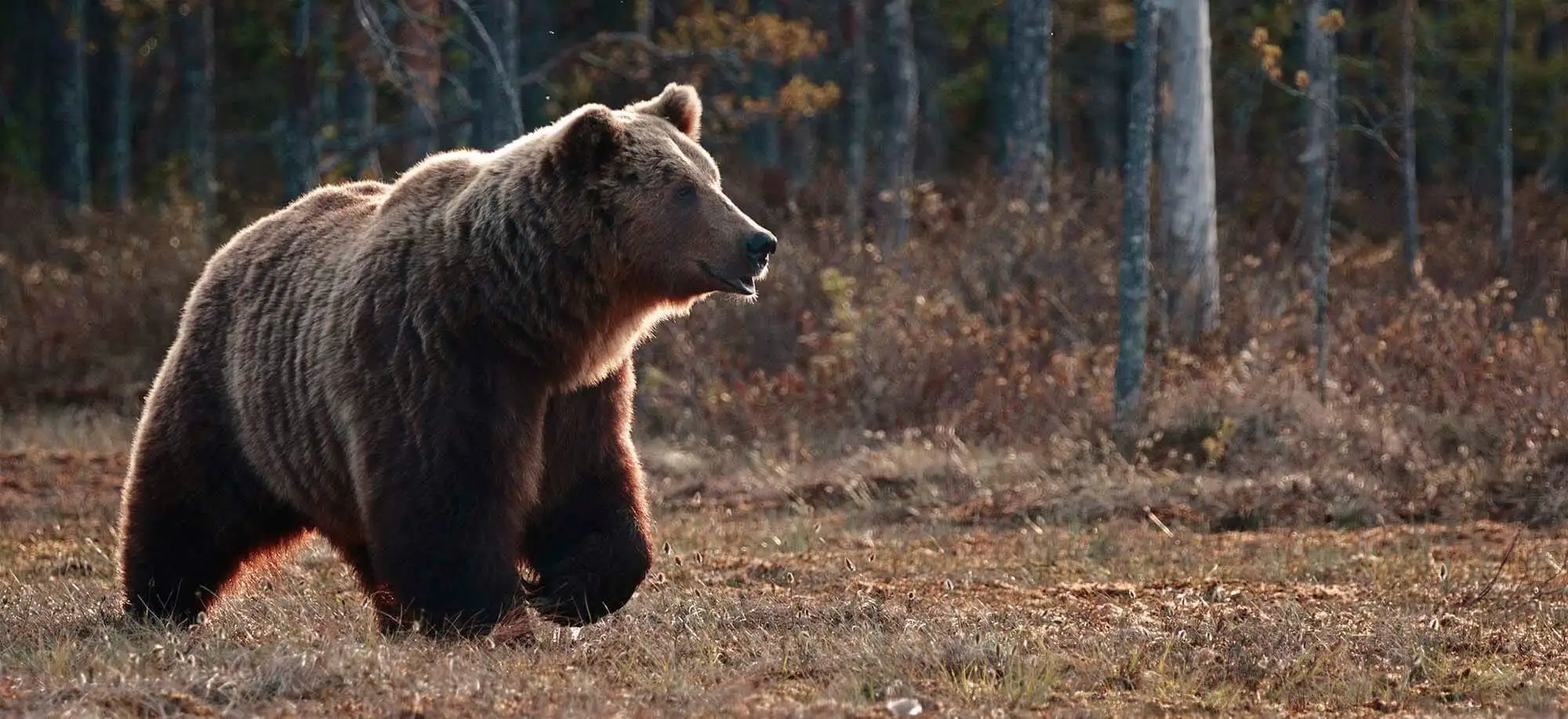 image-viajar-a-finlandia-kuusamo-g3.webp - Pangea Viajes