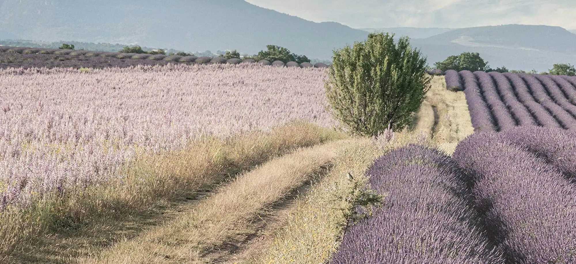 image-viajar-a-francia-la provenza-g-3.webp - Pangea Viajes