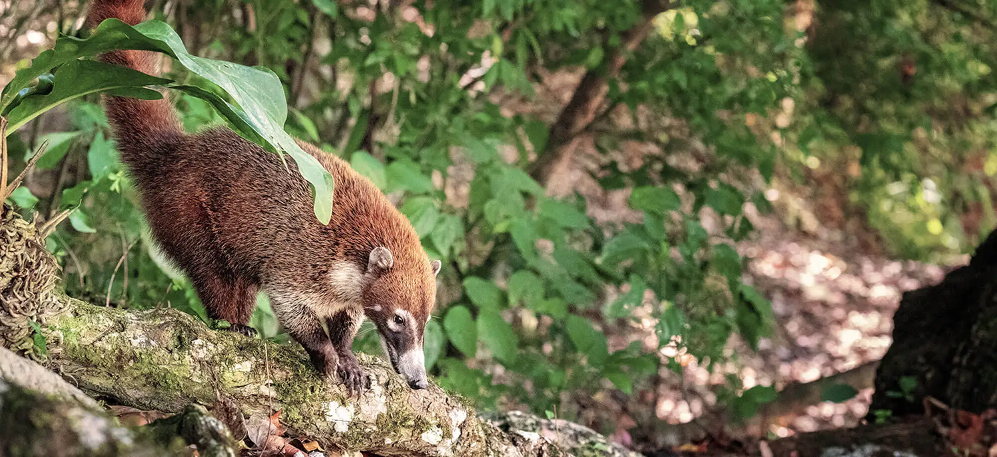 image-viajar-a-guatemala-tikal-g-2.webp - Pangea Viajes