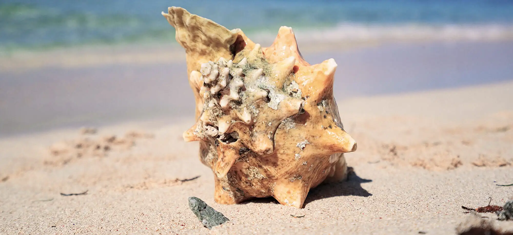 image-viajar-a-honduras-cayos cochinos-g-1.webp - Pangea Viajes