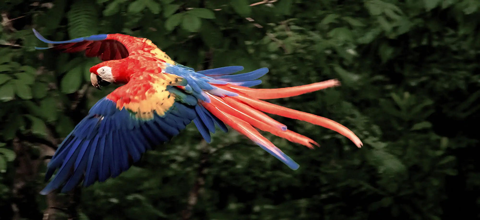 image-viajar-a-honduras-copan-g-2.webp - Pangea Viajes