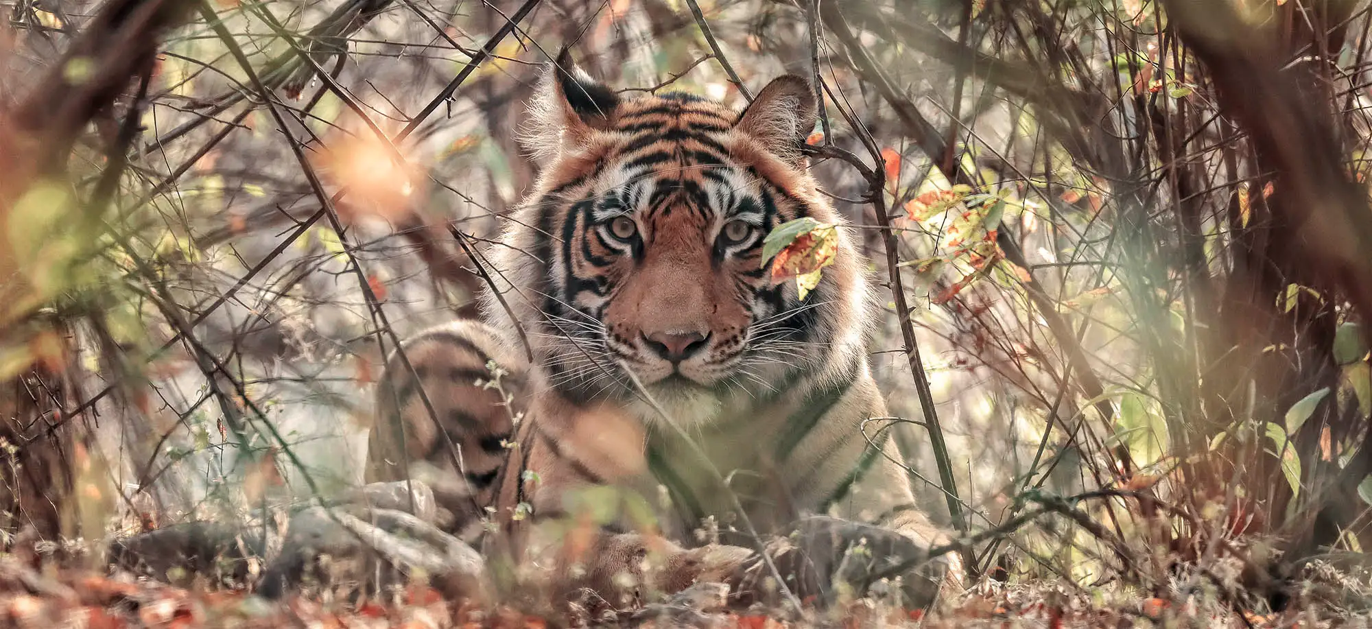 Viatges per veure Tigres de Bengala