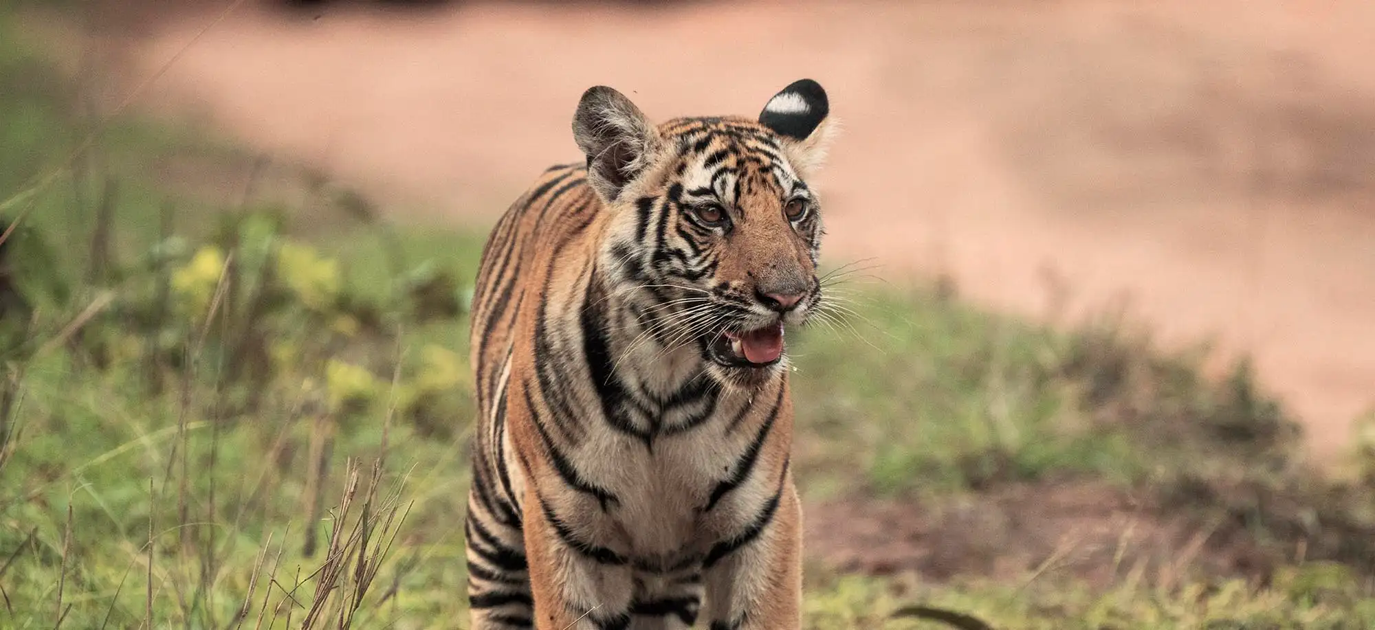 image-viajar-a-india-tigres-de-bengala-g1.webp - Pangea Viajes