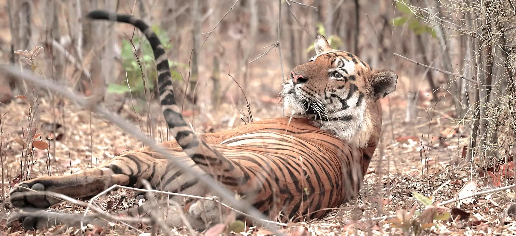 image-viajar-a-india-tigres-de-bengala-g2.webp - Pangea Viajes