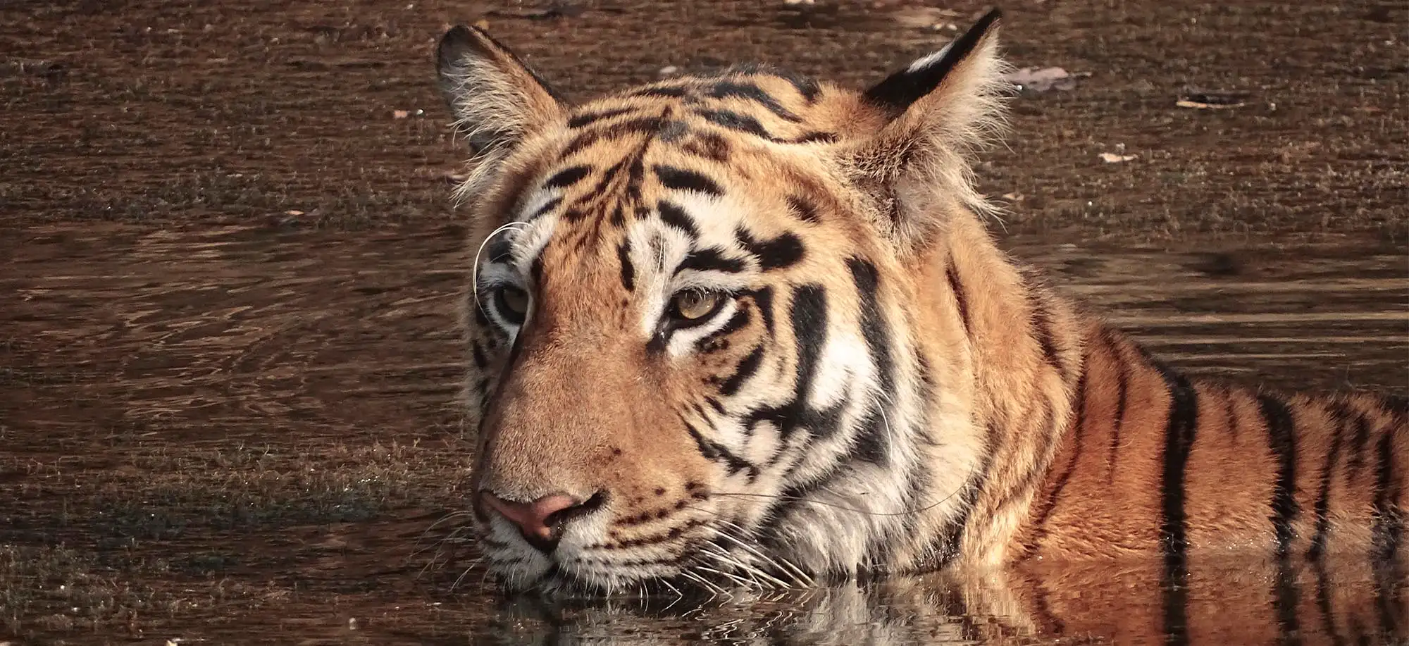 image-viajar-a-india-tigres-de-bengala-g3.webp - Pangea Viajes