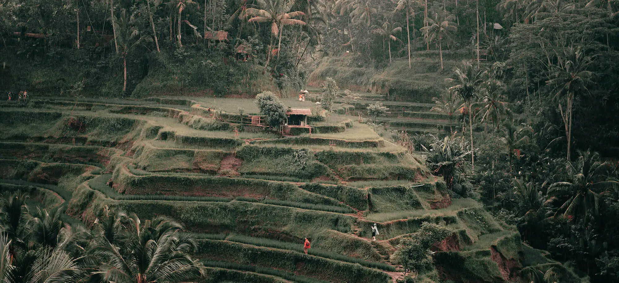 image-viajar-a-indonesia-isla-de-bali-g3.webp - Pangea Viajes