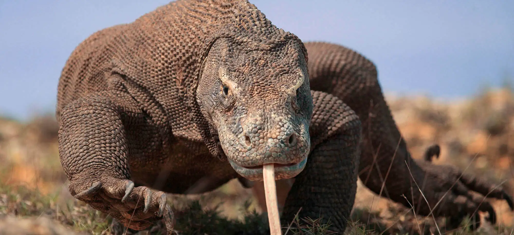 image-viajar-a-indonesia-parque-nacional-de-komodo-g1.webp - Pangea Viajes