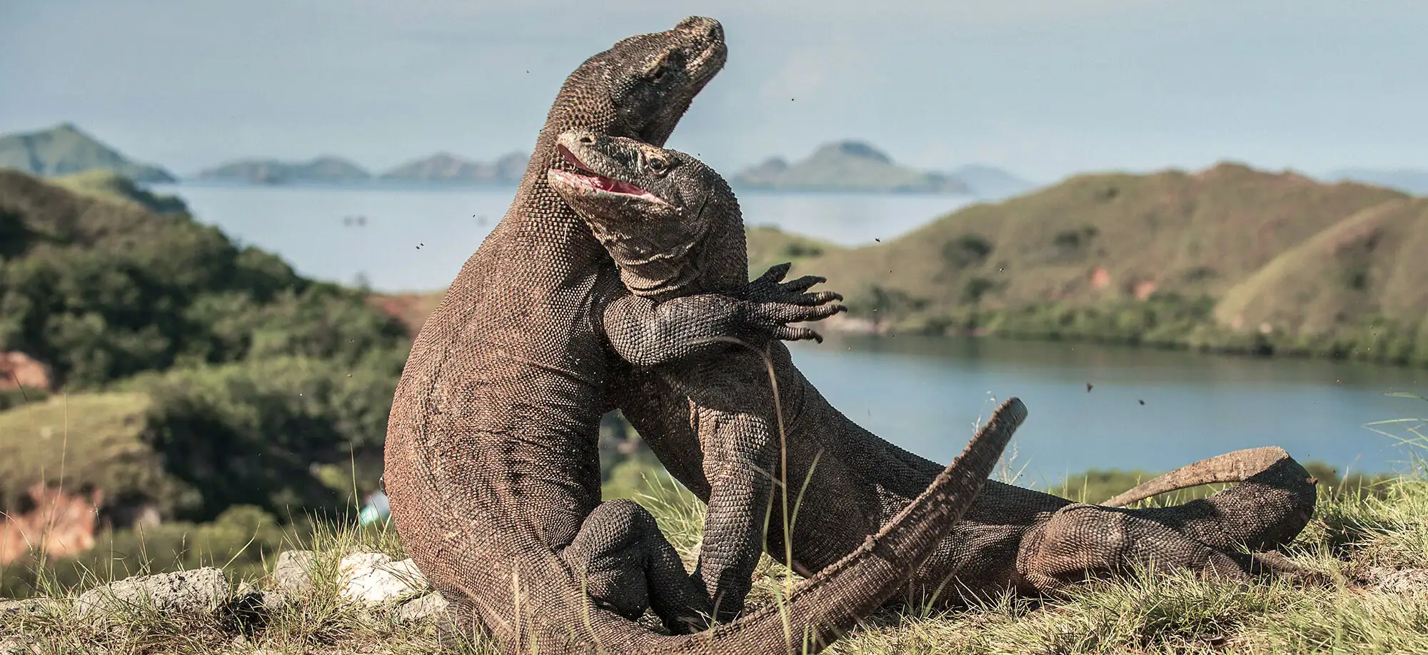 Viatges al Parc Nacional de Komodo