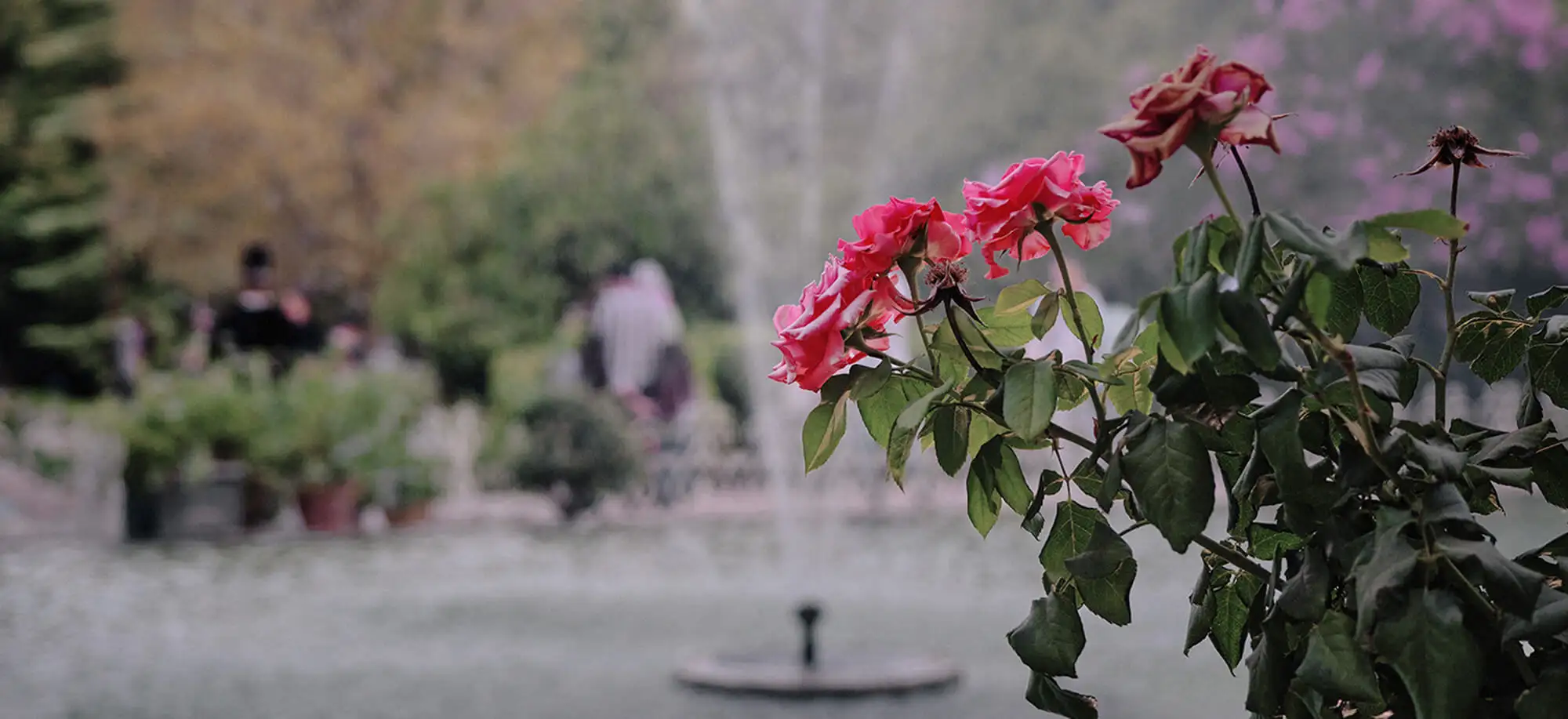 image-viajar-a-iran-jardines de Narenjestan-g-3.webp - Pangea Viajes