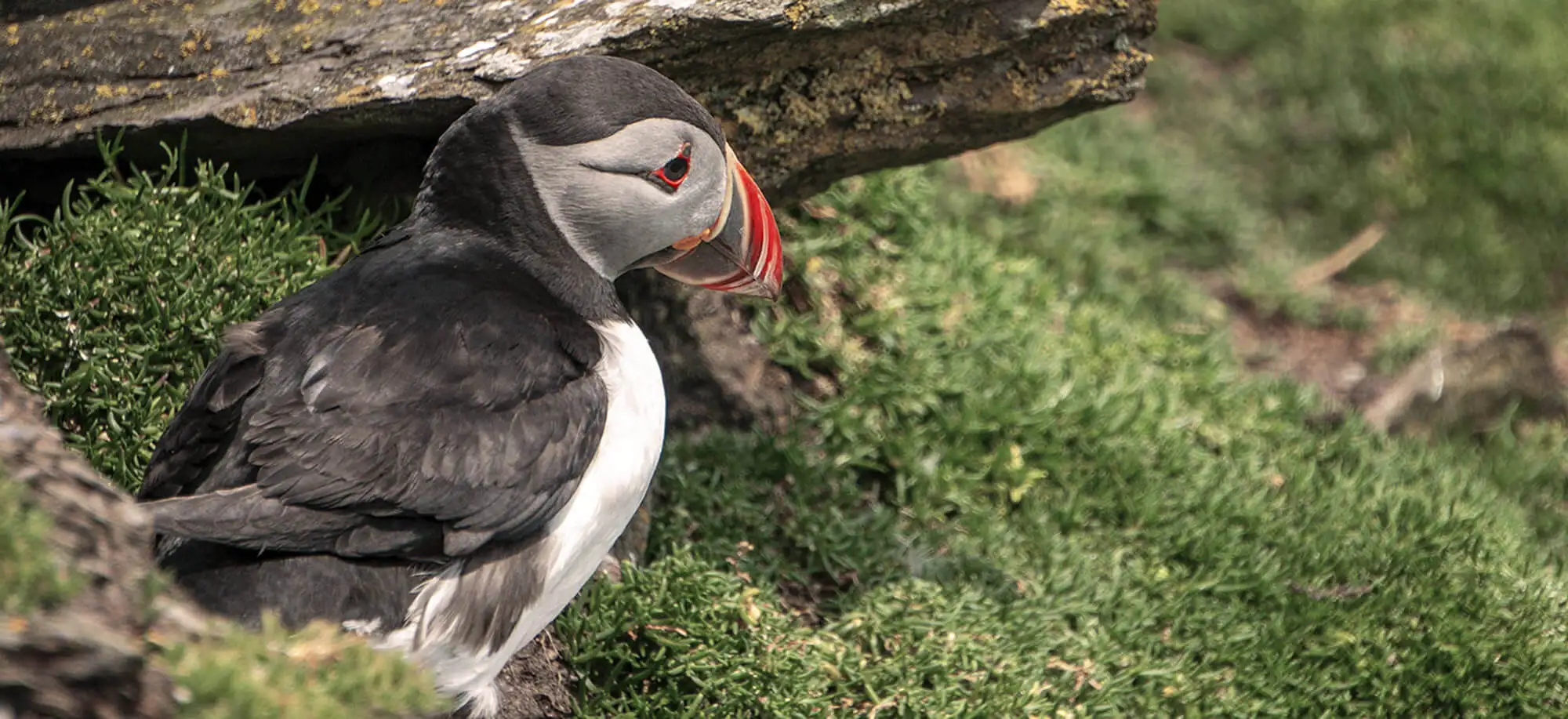 image-viajar-a-irlanda-anillo de kerry-g-2.webp - Pangea Viajes
