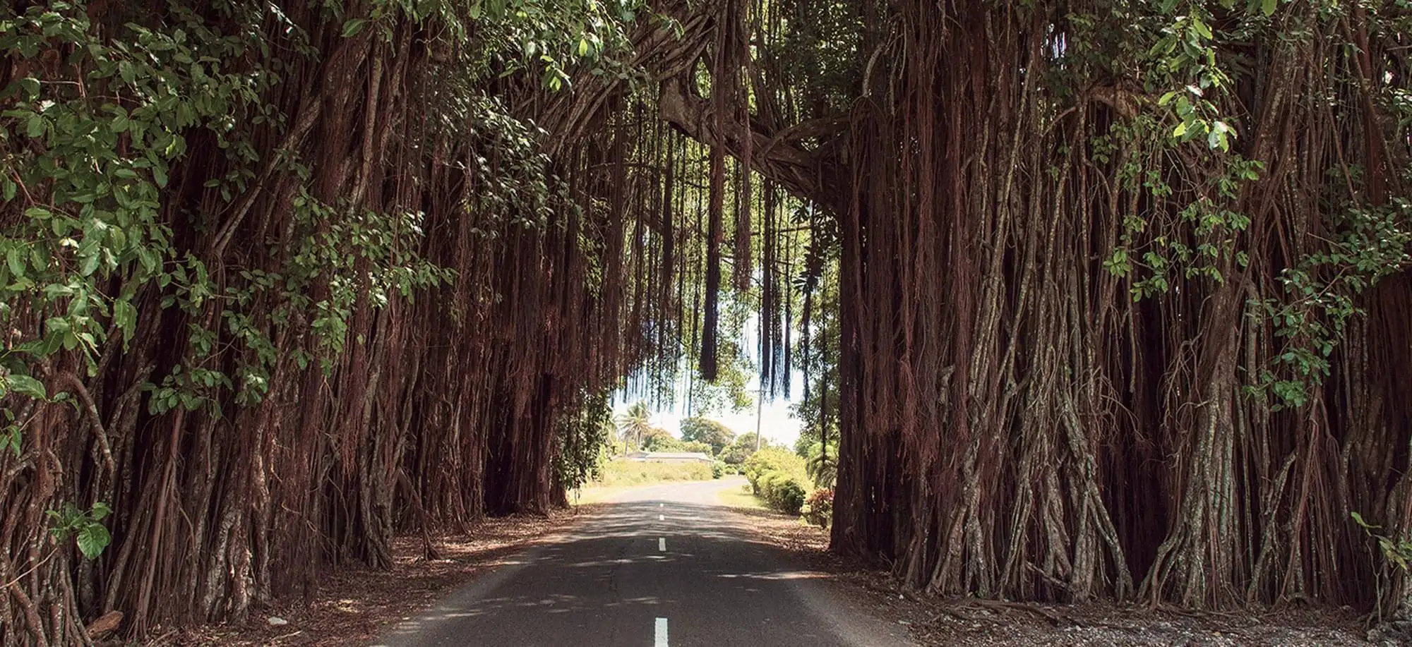 image-viajar-a-islas cook-aitutaki-g-1.webp - Pangea Viajes