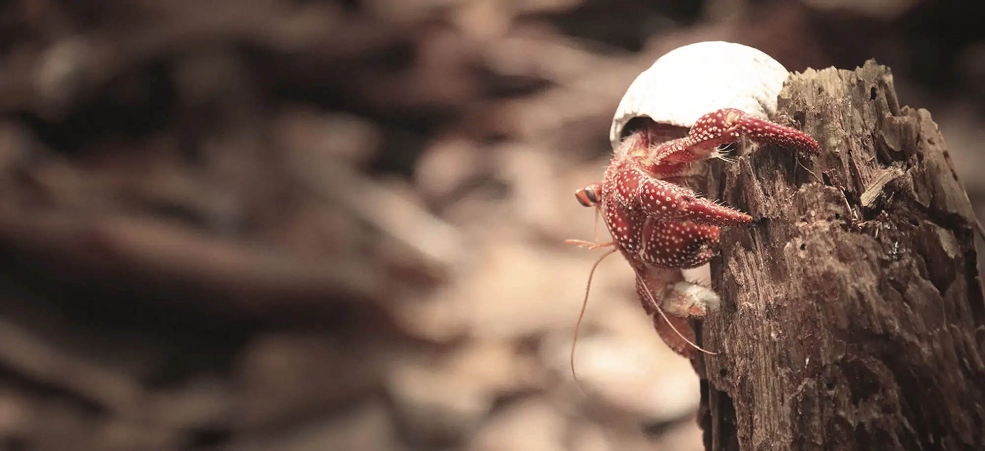 image-viajar-a-islas cook-aitutaki-g-3.webp - Pangea Viajes