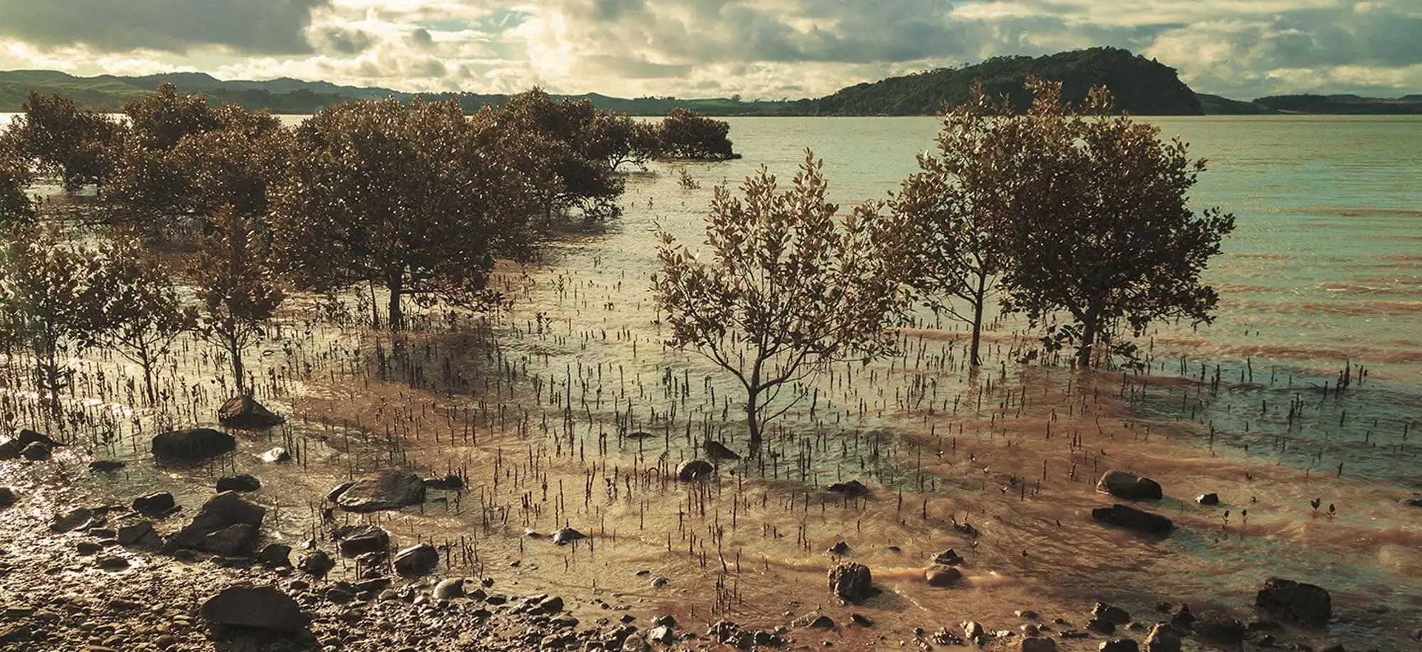 image-viajar-a-islas cook-atiu-g-1.webp - Pangea Viajes