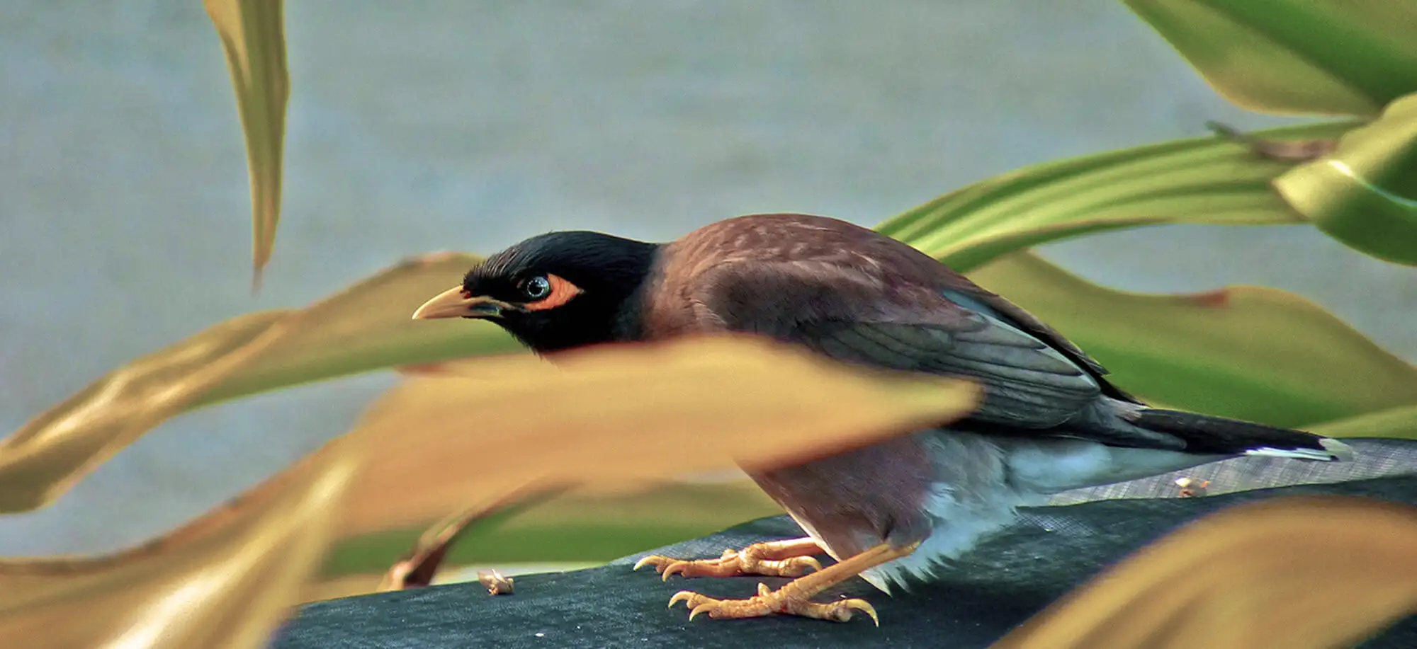 image-viajar-a-islas cook-atiu-g-3.webp - Pangea Viajes