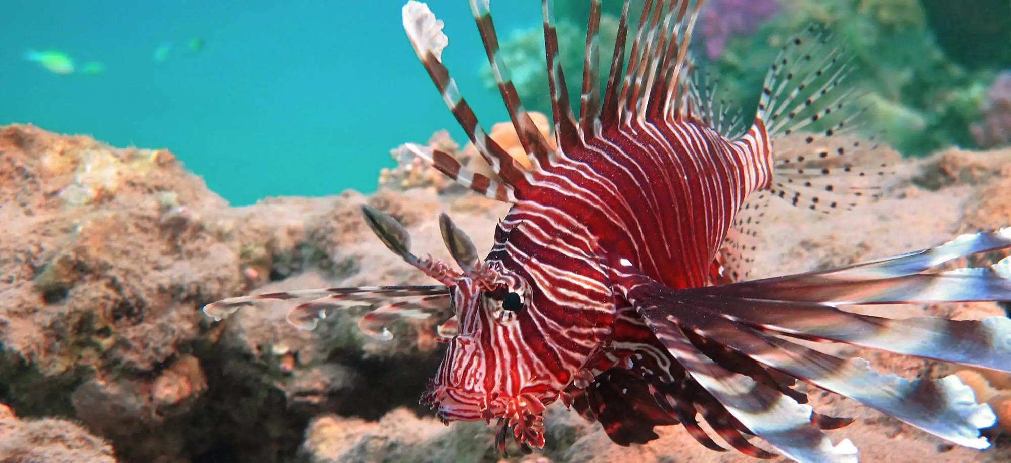 image-viajar-a-jordania-aqaba-g1.webp - Pangea Viajes