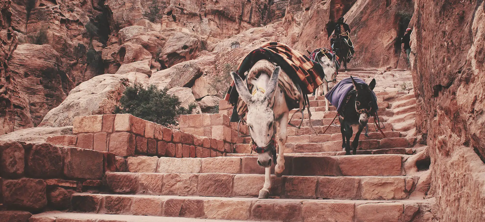 image-viajar-a-jordania-petra-g2.webp - Pangea Viajes