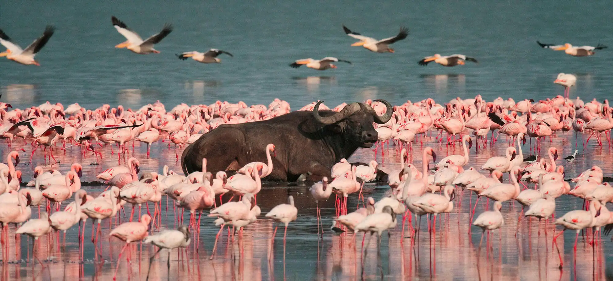 image-viajar-a-kenia-lagos-naivasha-y-nakuru-g2.webp - Pangea Viajes