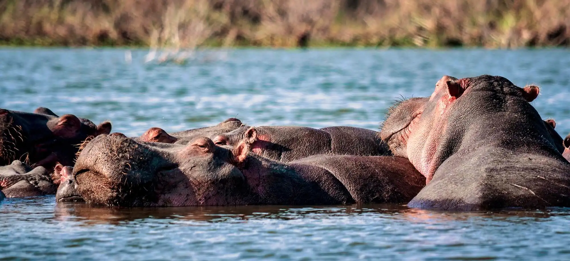image-viajar-a-kenia-lagos-naivasha-y-nakuru-g3.webp - Pangea Viajes