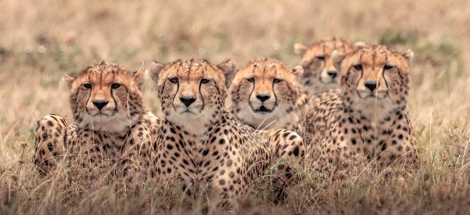 image-viajar-a-kenia-masai-mara-g3.webp - Pangea Viajes