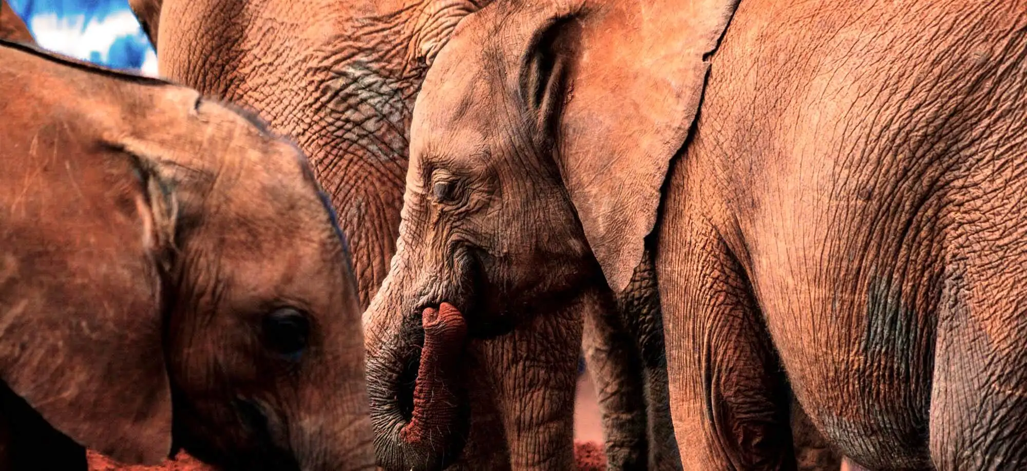 image-viajar-a-kenia-orfanato-de-elefantes-g1.webp - Pangea Viajes