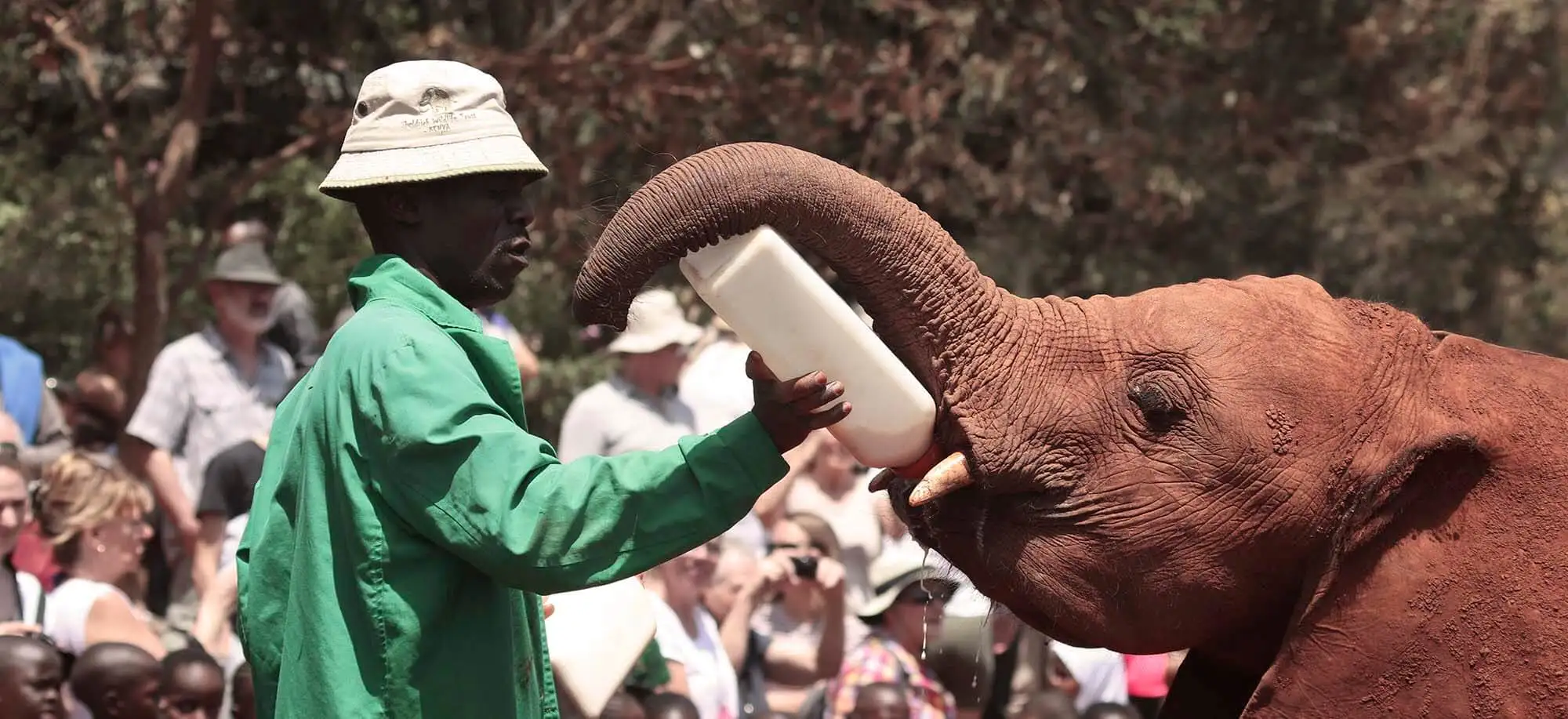 image-viajar-a-kenia-orfanato-de-elefantes-g2.webp - Pangea Viajes