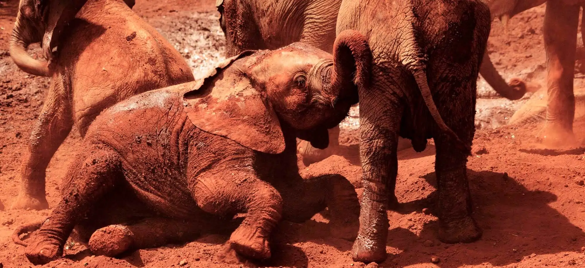 image-viajar-a-kenia-orfanato-de-elefantes-g3.webp - Pangea Viajes